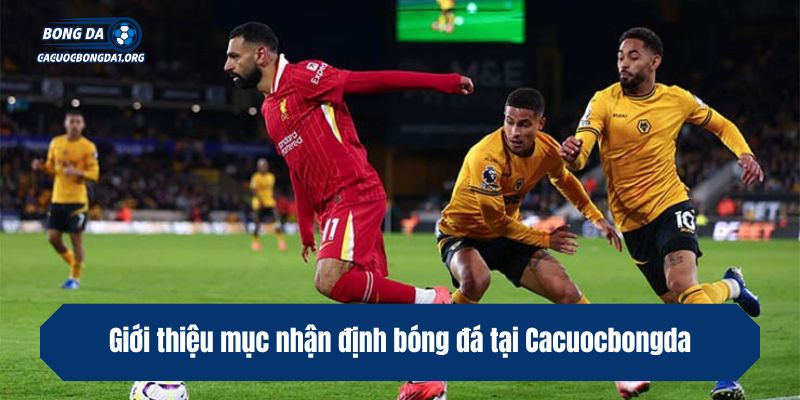 Giới thiệu mục nhận định bóng đá tại Cacuocbongda