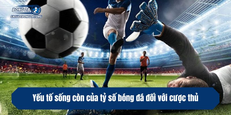 Yếu tố sống còn của tỷ số bóng đá đối với cược thủ